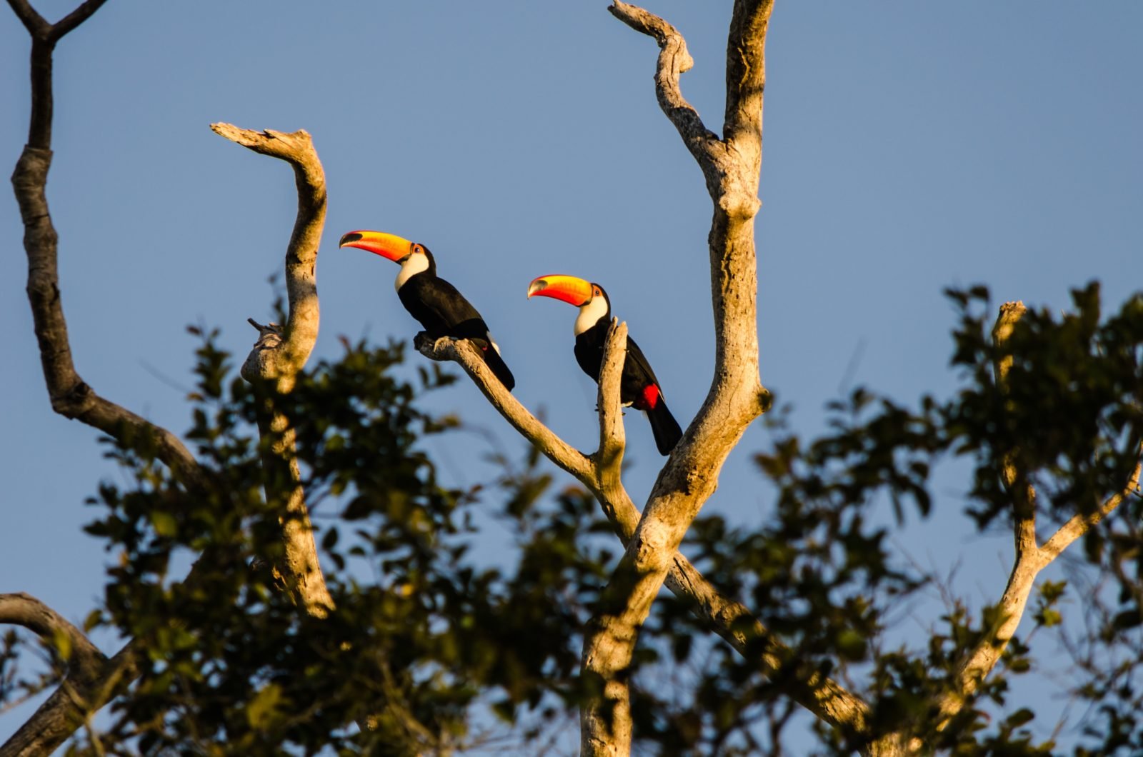 You are currently viewing Exploring The Pantanal and Wildlife of Brazil